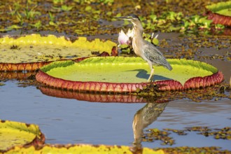 Mongrove Heron (Butorides striatus) Pantanal Brazil