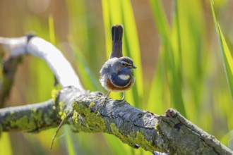 Bluethroat (Luscinia svecica cyanecula) Male Germany