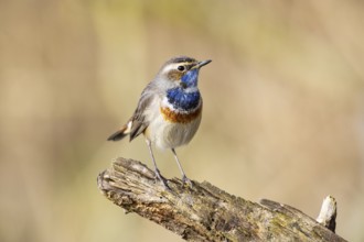 Bluethroat (Luscinia svecica cyanecula) Male Germany