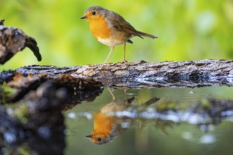 European robin (Erithacus rubecula) bathing Germany