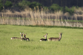 A group of roe deer (Capreolus capreolus), standing in a grain field, Lake Neusiedl National Park,