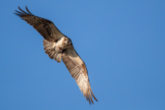 An osprey flies in the sky with prey fish, Müritz region, Mecklenburg-Vorpommern, Germany, Europe