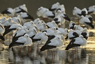White storks (Ciconia ciconia), large flock roosting in shallow water, Flachsee, Canton Aargau,