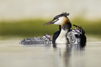 Great Crested Grebe (Podiceps scalloped ribbonfish), with chicks in plumage and swimming in Lake