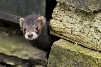 European polecat (Mustela putorius), also known as ferret, looking out from between piles of wood,