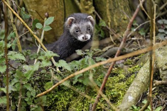 European polecat (Mustela putorius) or wood polecat, looking out of the undergrowth, captive,