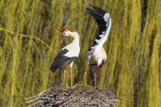 Two storks standing in the nest, one with open beak, surrounded by willow branches, white stork