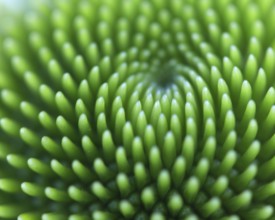 Close-up of the green flower head of a coneflower (Echinacea flower), with fascinating spiral