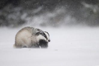 Badger in the snow, Wittlich, Rhineland-Palatinate, Germany, Europe