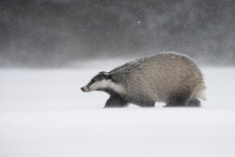 Badger in the snow, Wittlich, Rhineland-Palatinate, Germany, Europe