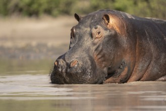 Hippo (Hippopotamus amphibius) portrait. Front view of the face and head. Animal is underwater.