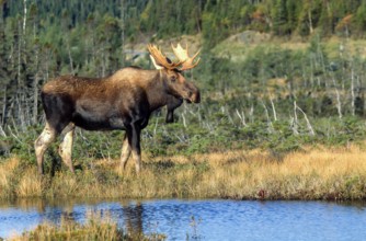 Moose. Alces alces. Bull moose standing and watching. Gros Morne national park. Province of