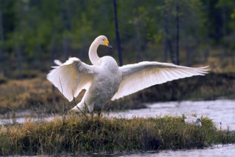 Whooper swan. Cygnus cygnus. Whooper swan standing up and flapping wings. Kuusamo area. Finland