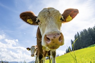 Young curious calf (Bos primigenius taurus), cow on an alpine meadow, snout stretched towards the