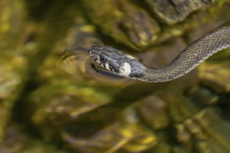 Grass snake (Natrix natrix) swimming in a body of water, Germany, Europe