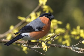 Male bullfinch (Pyrrhula pyrrhula) sitting on a branch framed by yellow forsythia blossoms,