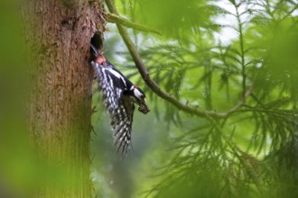 Great spotted woodpecker (Dendrocopos major), male flies out of the nesting cavity with droppings