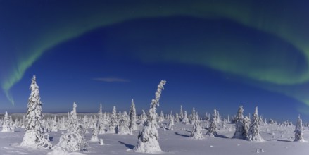 Northern lights, Aurora borealis over snow covered spruce trees on the taiga in winter at night,