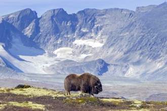 Muskox (Ovibos moschatus) solitary bull, male foraging on the tundra in autumn, fall,