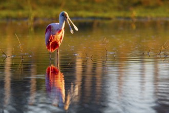 Roseate spoonbill (Ajaia ajaja) Pantanal Brazil
