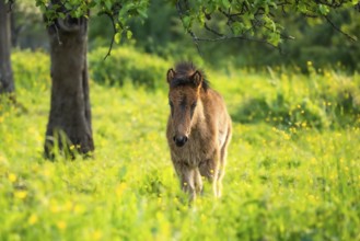 Icelandic horse in a pasture. Foal, brown colour. Evening, golden hour, sidelight. Germany