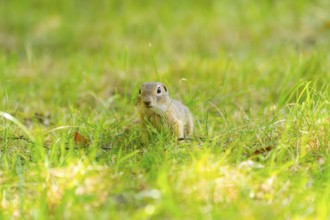 European ground squirrel (Spermophilus citellus) on a meadwo, Bavaria, Germany, Europe