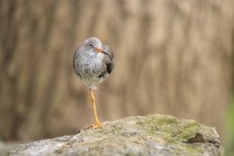Common redshank (Tringa totanus) standing on a rock, Bavaria, Germany, Europe