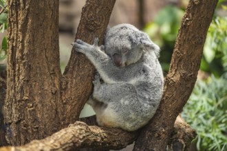 Koala (Phascolarctos cinereus) sitting on a tree, captive, distribution South Australia, Australia,