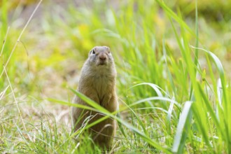 European ground squirrel (Spermophilus citellus) on a meadwo, Bavaria, Germany, Europe