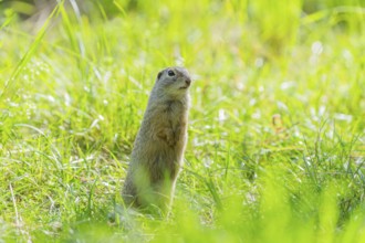 European ground squirrel (Spermophilus citellus) on a meadwo, Bavaria, Germany, Europe