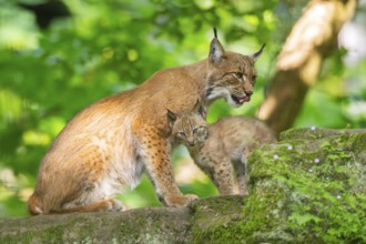 Eurasian lynx (Lynx lynx) mother with her youngsters (cubs) in a forest, Bavaria, Germany, Europe