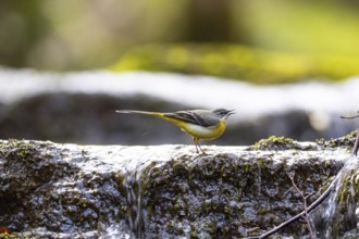 Grey wagtail (Motacilla cinerea) Germany