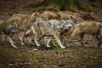 Wolf (Canis lupus), a pack of wolves moves in the forest, the environment is earthy and wooded,