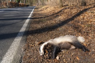 Dead European badger (Meles meles) run over by a car after a wildlife accident lies on the side of