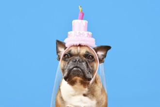 Cute French Bulldog dog with birthday party cake hat on blue background