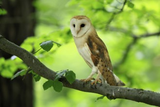 Barn owl (Tyto alba), adult, vigilant, on tree, in summer, Šumava, Czech Republic, Europe