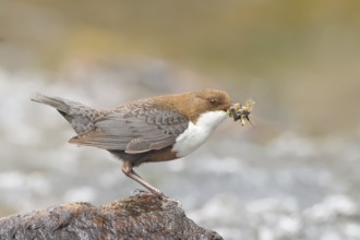 White-throated Dipper (Cinclus cinclus) on a stone on the bank of a river, with caddis fly larvae
