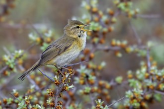 Willow warbler (Phylloscopus trochilus, Motacilla trochilus) calling from shrub in spring