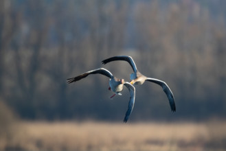 Aerial dispute between two greylag geese, in the Großen Rosin Moor nature reserve,