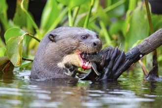 Giant otter (Pteronura brasiliensis) Pantanal Brazil