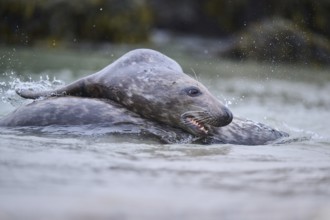 Grey seal (Halichoerus grypus) playing with each other in the water, sea, Düne, Helgoland,