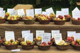 Market stall, many different apple varieties (Malus), Shepherd and Hat Festival 2017, Amelungsborn