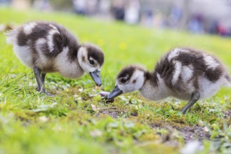 Chicks of the Nile Goose (Alopochen aegyptiaca) freshly hatched, park in spring with spring flowers