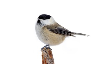 Willow tit (Poecile montanus borealis, Parus montanus) perched on branch in winter, Finland,