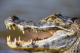 Spectacled caiman (Caiman crocodilius) Panatanal Brazil