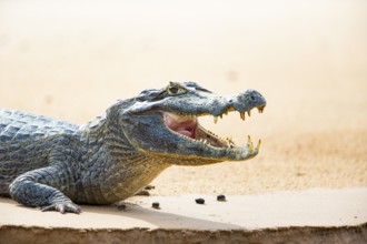 Spectacled caiman (Caiman crocodilius) Panatanal Brazil