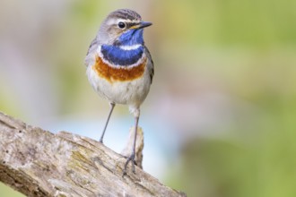Bluethroat (Luscinia svecica cyanecula) Male Germany