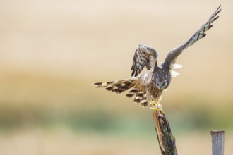 Montagu's harrier (Circus pygargus) wbl Germany