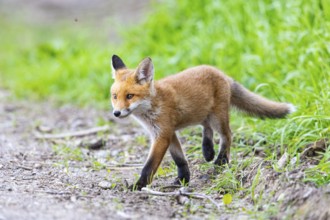 Fox (Vulpes vulpes) puppy Germany