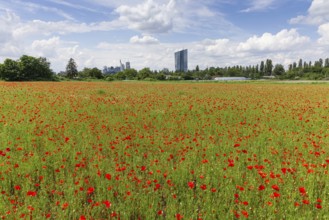 A field of poppies is in full bloom in front of the European Central Bank (ECB) and the bank